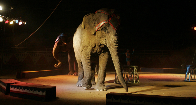 Circus - Animal Rights Foundation of Florida