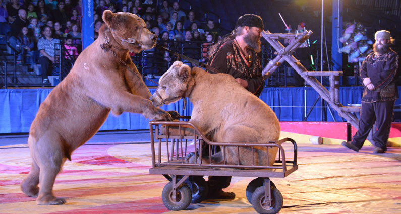 A day in the life of a bear in the circus - Animal Rights Foundation of  Florida