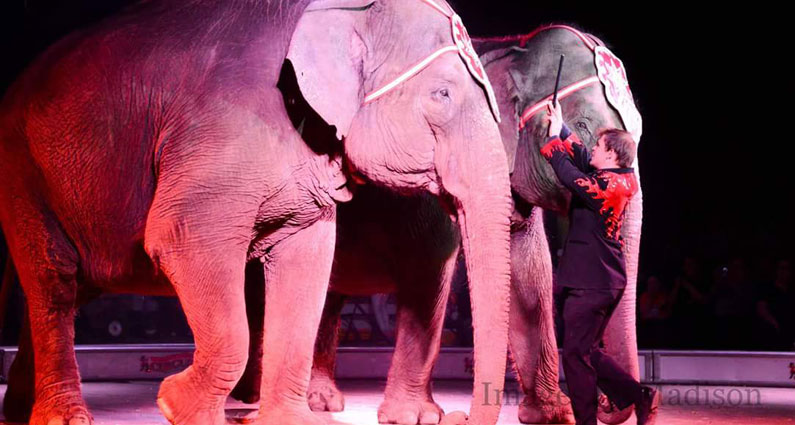 Garden Family Circuses A Troubled History - Animal Rights Foundation Of Florida