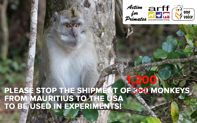 Help stop the shipment of 1,200 monkeys from Mauritius to Miami to be used  in experiments - Animal Rights Foundation of Florida
