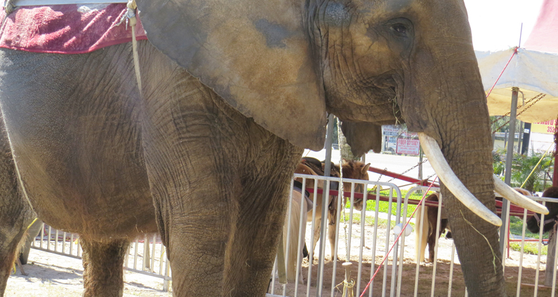 Nosey the elephant