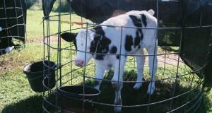 "replacement" calf at Florida dairy farm