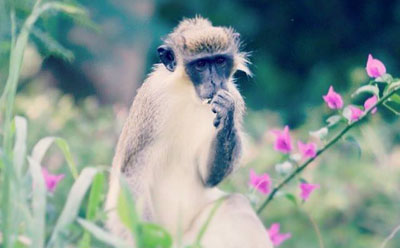 St-Kitts-monkey