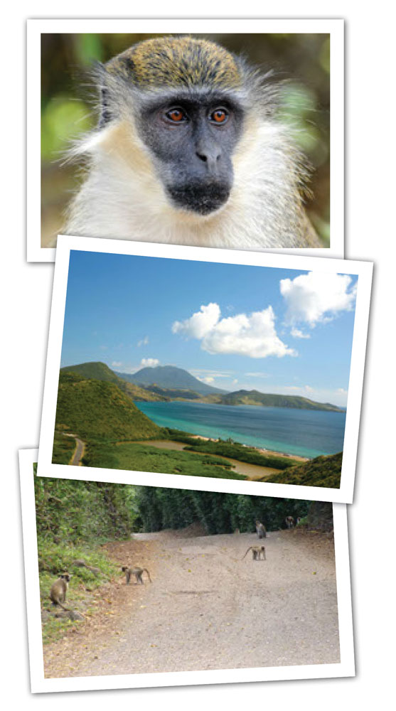 The monkeys of St. Kitts & Nevis - Animal Rights Foundation of Florida